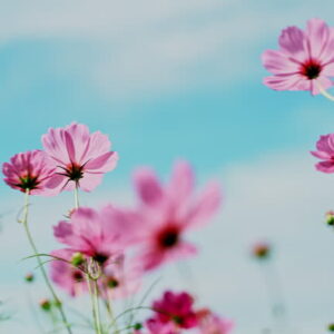 Uncategorized